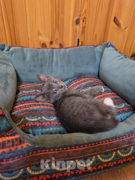 Кошки в Павловском Посаде: Котенок Мальчик, Бесплатно - фото 9