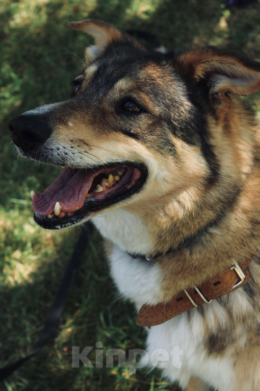 Собаки в Москве: Верный пес Нафаня ищет хозяев Мальчик, Бесплатно - фото 3