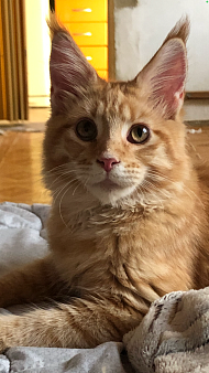 Котёнок мейн- Кун
