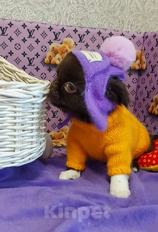 Собаки в Новосибирске: Курносый мальчик Чихуахуа Мальчик, Бесплатно - фото 3