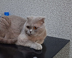 Кошки в Красноярске: Кот Семён Мальчик, Бесплатно - фото 4