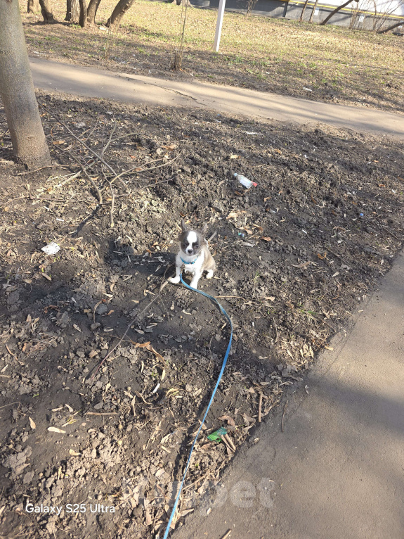 Собаки в Москве: Жизнь слишком коротка, чтобы прожить её без собаки Мальчик, 40 000 руб. - фото 5
