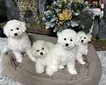 Собаки в Евпатории: Снежки Бишоны Девочка, 38 000 руб. - фото 5