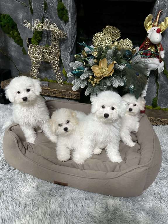 Собаки в Евпатории: Снежки Бишоны Девочка, 38 000 руб. - фото 5