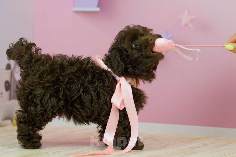 Собаки в Москве: Шоколадная девочка мальтипу Девочка, 200 000 руб. - фото 7