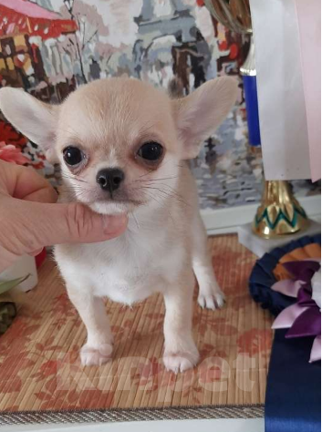 Собаки в Москве: Рыжий мальчик чихуахуа Мальчик, 25 000 руб. - фото 2