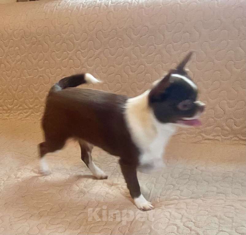 Собаки в Санкт-Петербурге: Чихуахуа, девочка короткошерстная Девочка, 80 000 руб. - фото 2