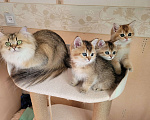 Кошки в Самаре: Британская золотая шиншилла  Девочка, 30 000 руб. - фото 4