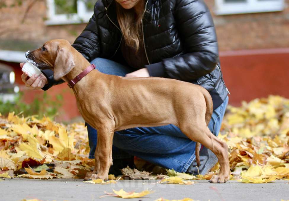 Собаки в Москве: Щенок родезийского риджбека Девочка, 120 000 руб. - фото 3