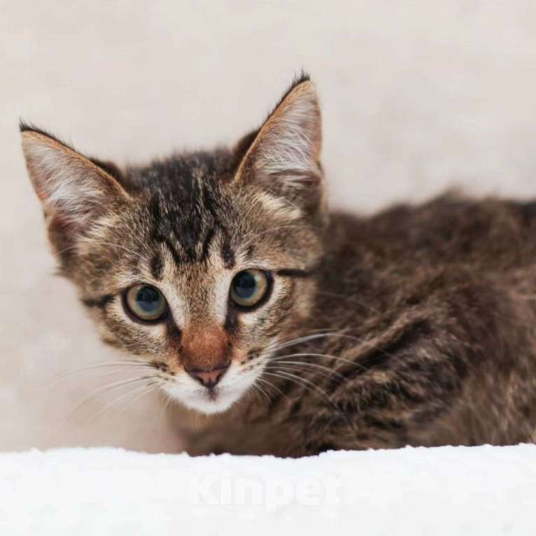 Кошки в Москве: Котенок Камышик Мальчик, Бесплатно - фото 2