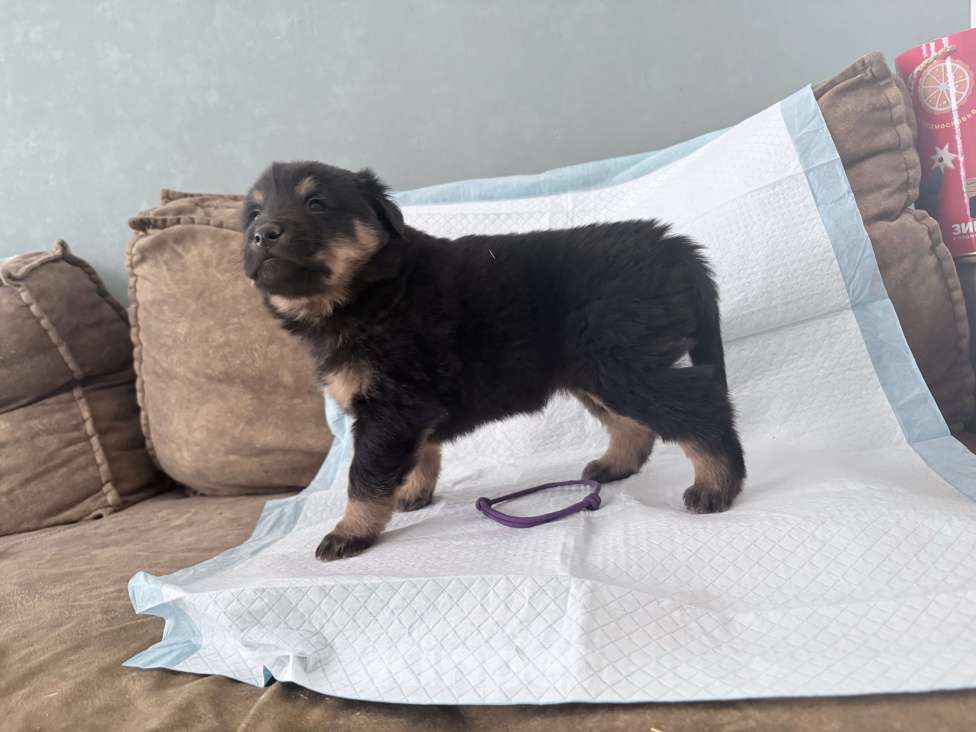 Собаки в других городах Московской области: Щенок банхара Девочка, 60 000 руб. - фото 3