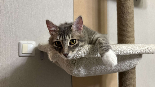 Ася ищет дом