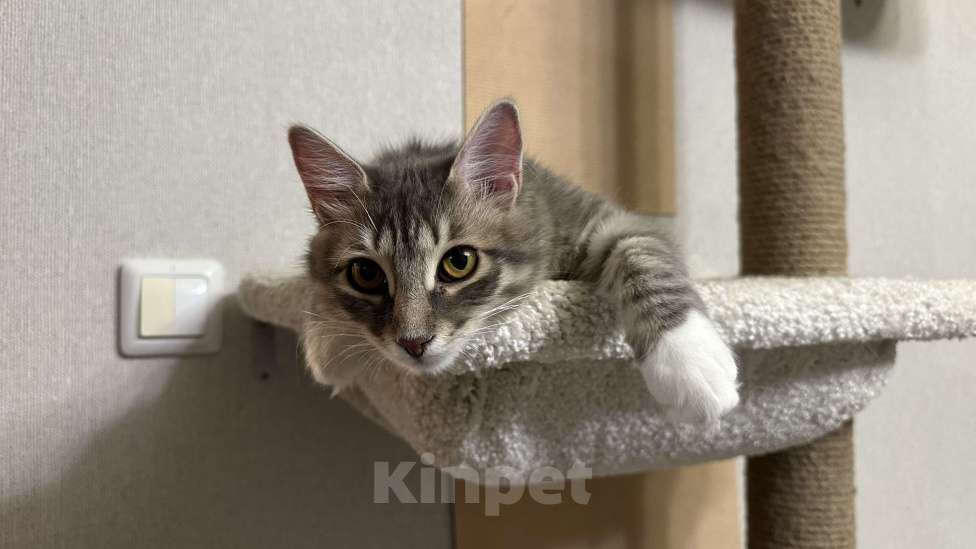 Кошки в Москве: Ася ищет дом Девочка, Бесплатно - фото 1