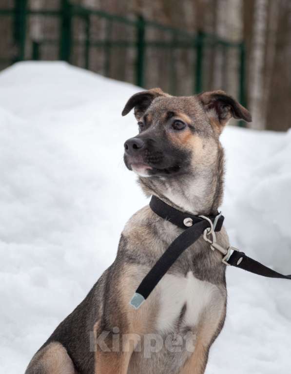 Собаки в Ногинске: Ищем дом для Ванессы — очаровательной 4х-месячной девочки, полной жизни и любви. Девочка, Бесплатно - фото 2
