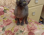 Кошки в Армавире: Канадский Сфинкс котенок, 10 000 руб. - фото 3