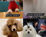Собаки в Самаре: Мальтипу девочка F1 mini Девочка, 98 000 руб. - фото 4