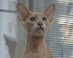 Кошки в Самаре: Ориентальные котята-подростки, 50 000 руб. - фото 1
