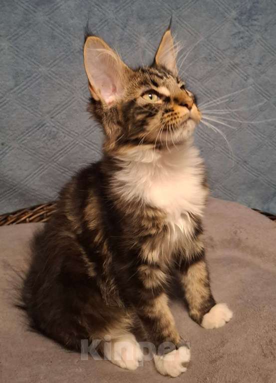 Кошки в Санкт-Петербурге: Котенок мейн кун девочка Девочка, 40 руб. - фото 1