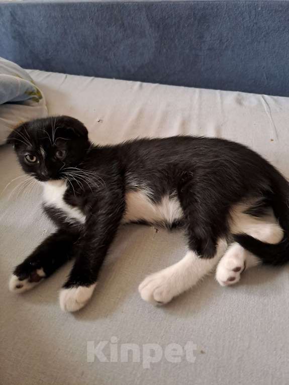 Кошки в Санкт-Петербурге: Продам котят Девочка, 9 000 руб. - фото 7