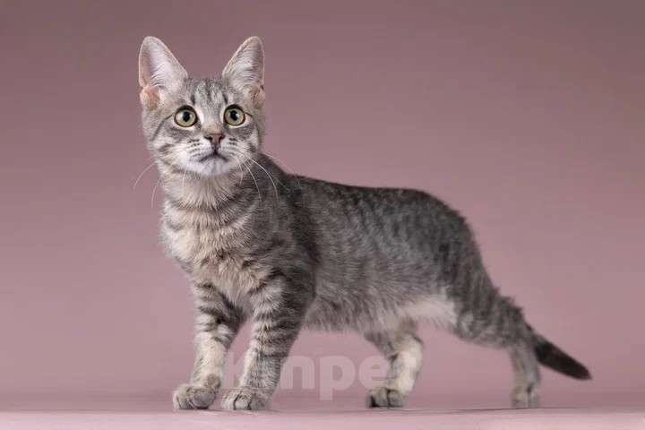 Кошки в Москве: Милая девочка-котенок Маруся в добрые руки Девочка, Бесплатно - фото 2