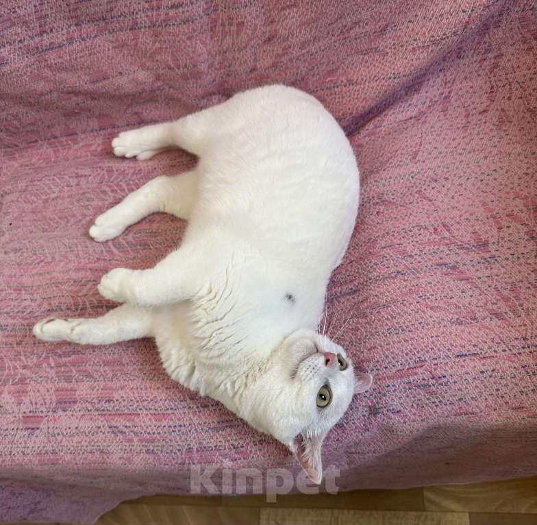 Кошки в Санкт-Петербурге: Белая кошка единственным питомцем Девочка, Бесплатно - фото 4