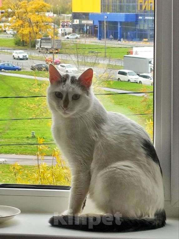 Кошки в Санкт-Петербурге: Капелька, молодой роскошный котик ищет дом Мальчик, 10 руб. - фото 9