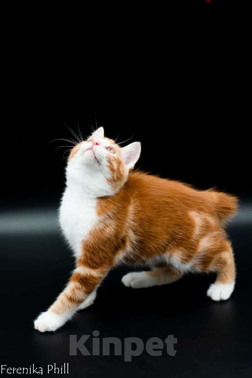 Кошки в Хабаровске: Котёнок курильского бобтейла Ференика Фил Леван Мальчик, 40 000 руб. - фото 3