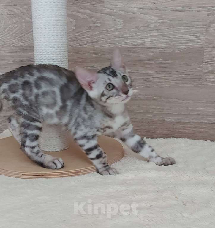 Кошки в Москве: Бенгальские котята  Мальчик, 55 000 руб. - фото 6