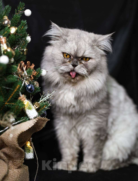 Кошки в Москве: Выброшенный котик Буржик мечтает о доме Мальчик, Бесплатно - фото 1