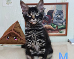 Кошки в Казани: Котята мейн-кун Разнополые, 25 000 руб. - фото 3