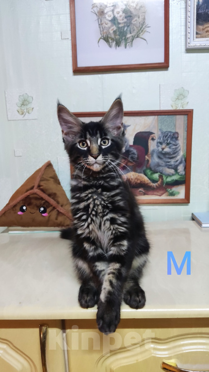 Кошки в Казани: Котята мейн-кун Разнополые, 25 000 руб. - фото 3