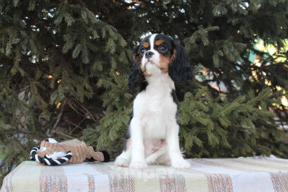 Собаки в Барнауле: готовы к переезду в новый дом щенки Кавалера . Мальчик, 50 000 руб. - фото 3