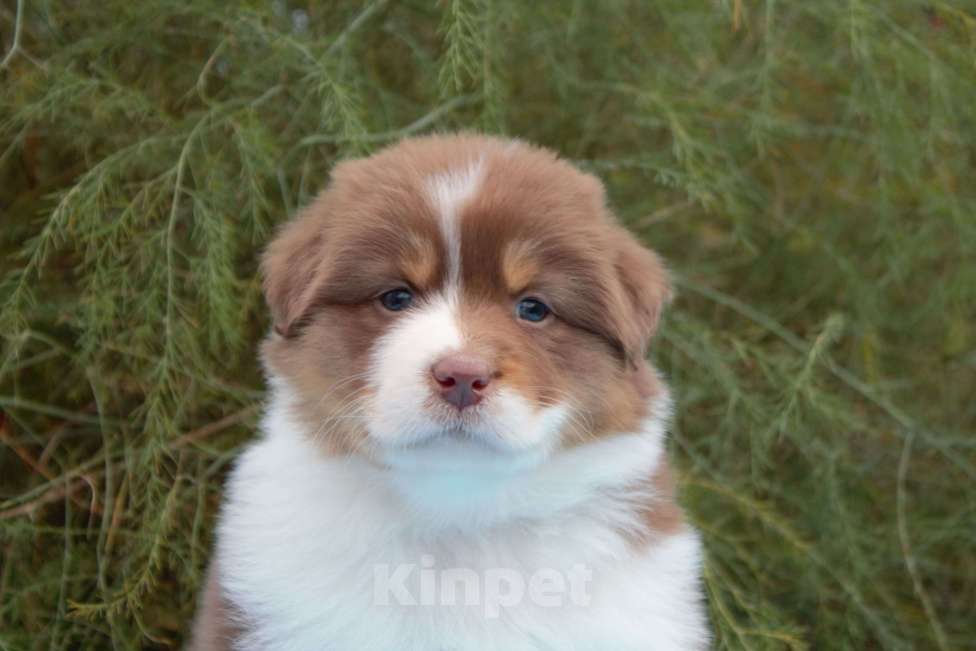 Собаки в других городах Московской области: Австралийская овчарка (аусси) Девочка, 70 000 руб. - фото 4