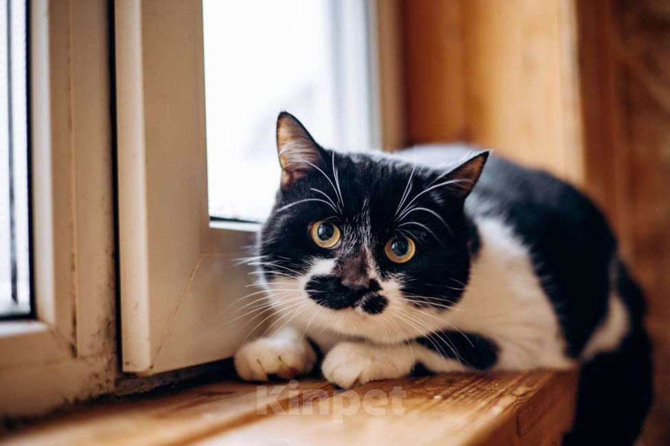 Кошки в Видном: Феликс ищет дом Мальчик, Бесплатно - фото 3