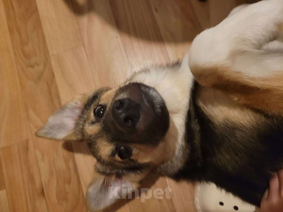 Собаки в Санкт-Петербурге: Щенок девочка в добрые руки! Девочка, Бесплатно - фото 6