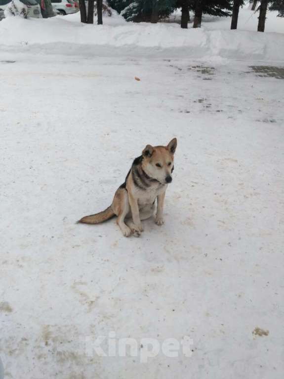 Собаки в Казани: Ищу хозяина! Девочка, 1 руб. - фото 7