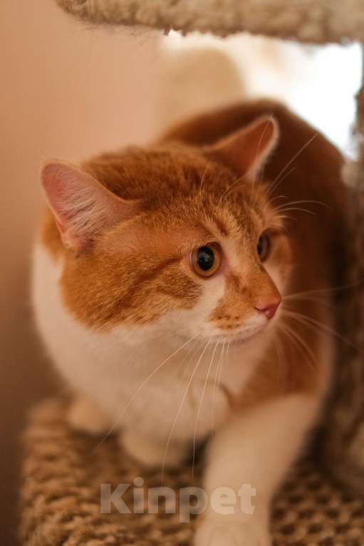Кошки в Санкт-Петербурге: Котик Рыжик из приюта в добрые руки Мальчик, Бесплатно - фото 6