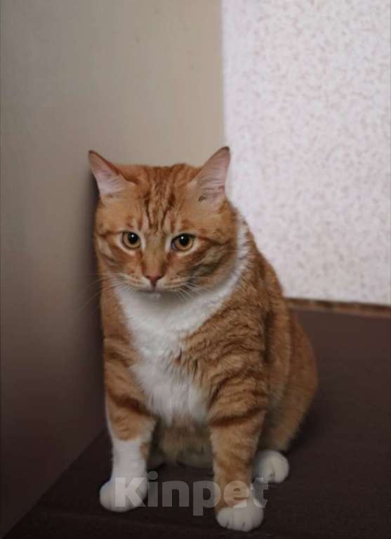 Кошки в Санкт-Петербурге: Котик Лёва ждёт вас Мальчик, Бесплатно - фото 3