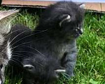 Кошки в Гагарине: Котёнок девочка помесь мейн-куна и британца дата рождения 24.06.2024 Девочка, 1 000 руб. - фото 2