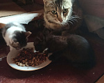 Кошки в Краснодаре: Черный котенок Мальчик, Бесплатно - фото 2