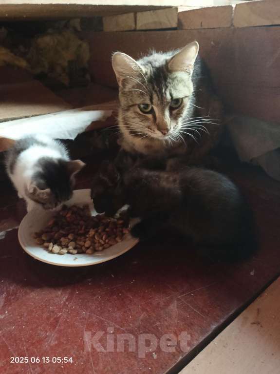 Кошки в Краснодаре: Черный котенок Мальчик, Бесплатно - фото 2