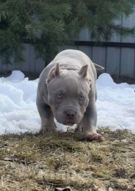 Собаки в Москве: Булли американский Девочка, Бесплатно - фото 3