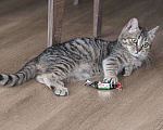 Кошки в Москве: Очаровательная Манечка, ласковый тигровый котенок ищет дом Девочка, 10 руб. - фото 9