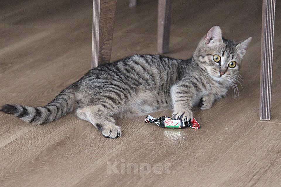 Кошки в Москве: Очаровательная Манечка, ласковый тигровый котенок ищет дом Девочка, 10 руб. - фото 9