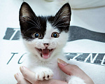 Кошки в Химках: Котёнок в добрые руки Мальчик, Бесплатно - фото 7