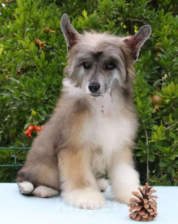 Собаки в Феодосии: Пуховый мальчик китайской хохлатой  Мальчик, Бесплатно - фото 3