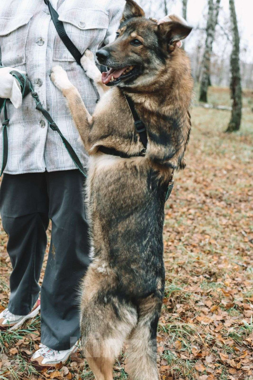 Собаки в Москве: Курт Мальчик, Бесплатно - фото 1