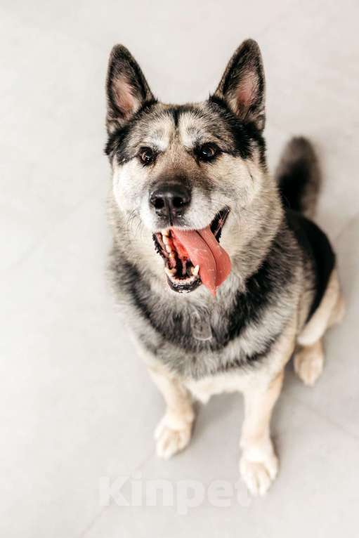 Собаки в Москве: Сложные времена порождают сильных. Суровые условия порождают выносливых. Мальчик, Бесплатно - фото 4