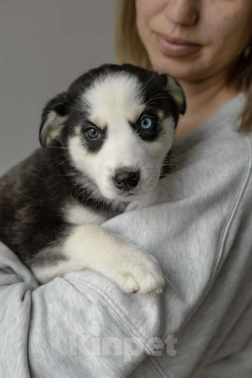 Собаки в Москве: Щенок белый с черными пятнами голубые глаза ищет дом Девочка, Бесплатно - фото 6