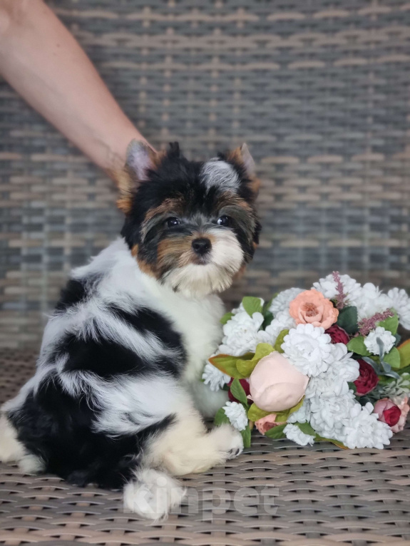 Собаки в Москве: Щенки Бивер терьера из питомника Девочка, Бесплатно - фото 4